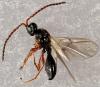 Aneurhynchus sp.